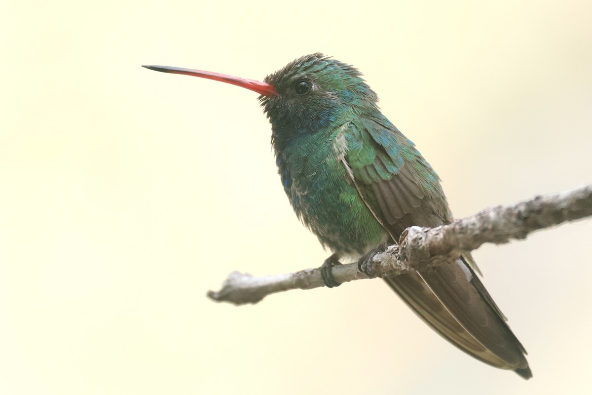 Broad-billed Hummingbird - Ryan Terrill