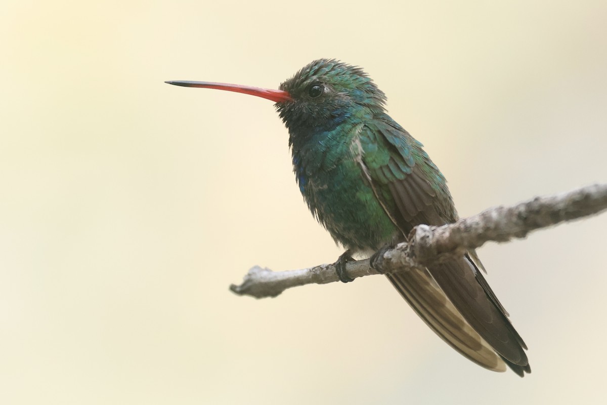 Broad-billed Hummingbird - ML617747081