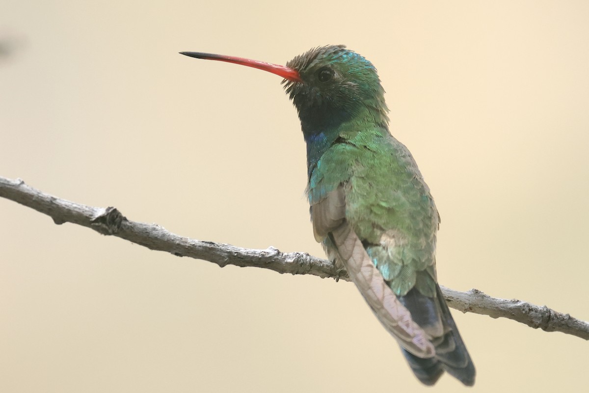 Broad-billed Hummingbird - ML617747082