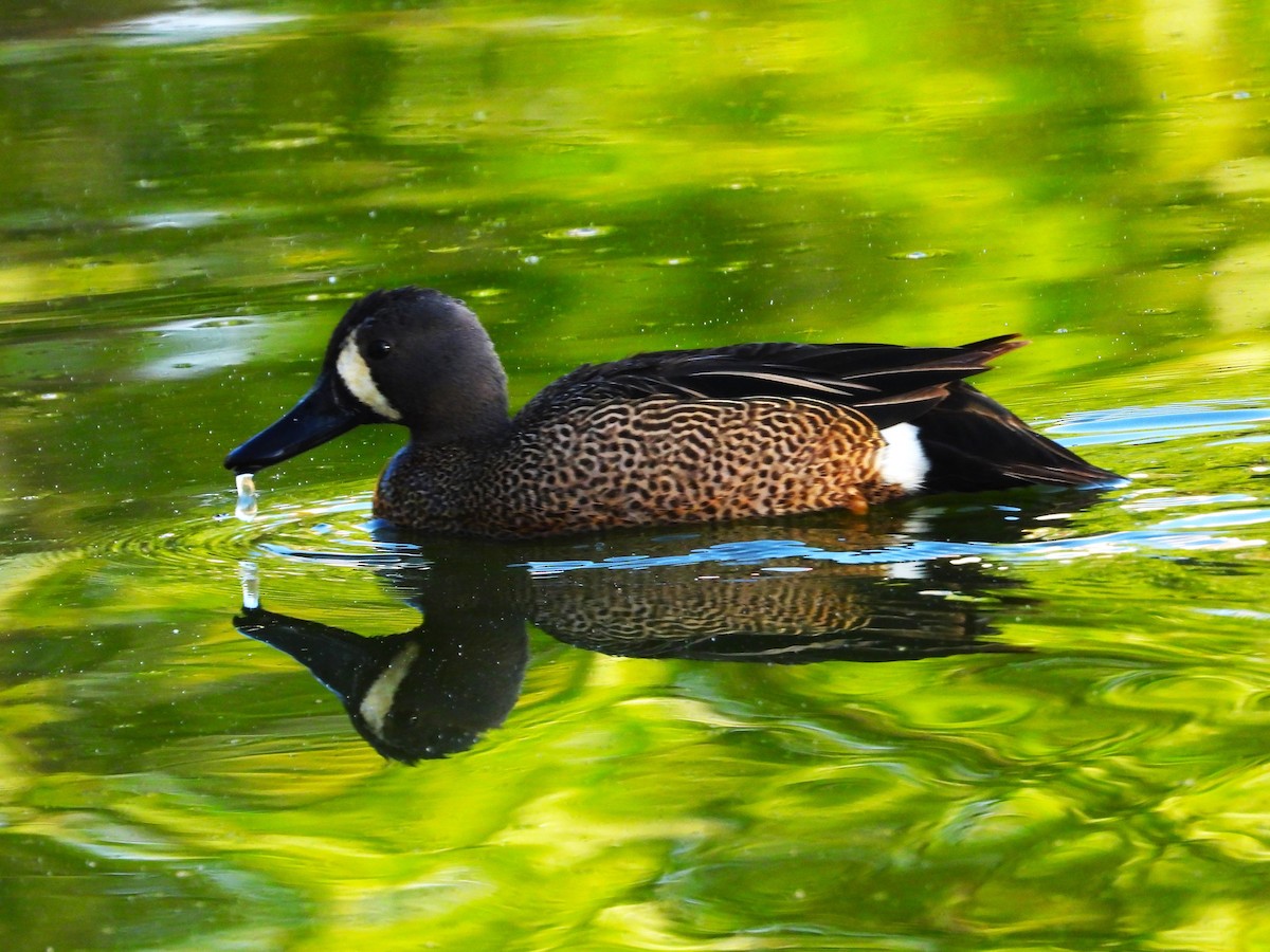Blue-winged Teal - ML617747095