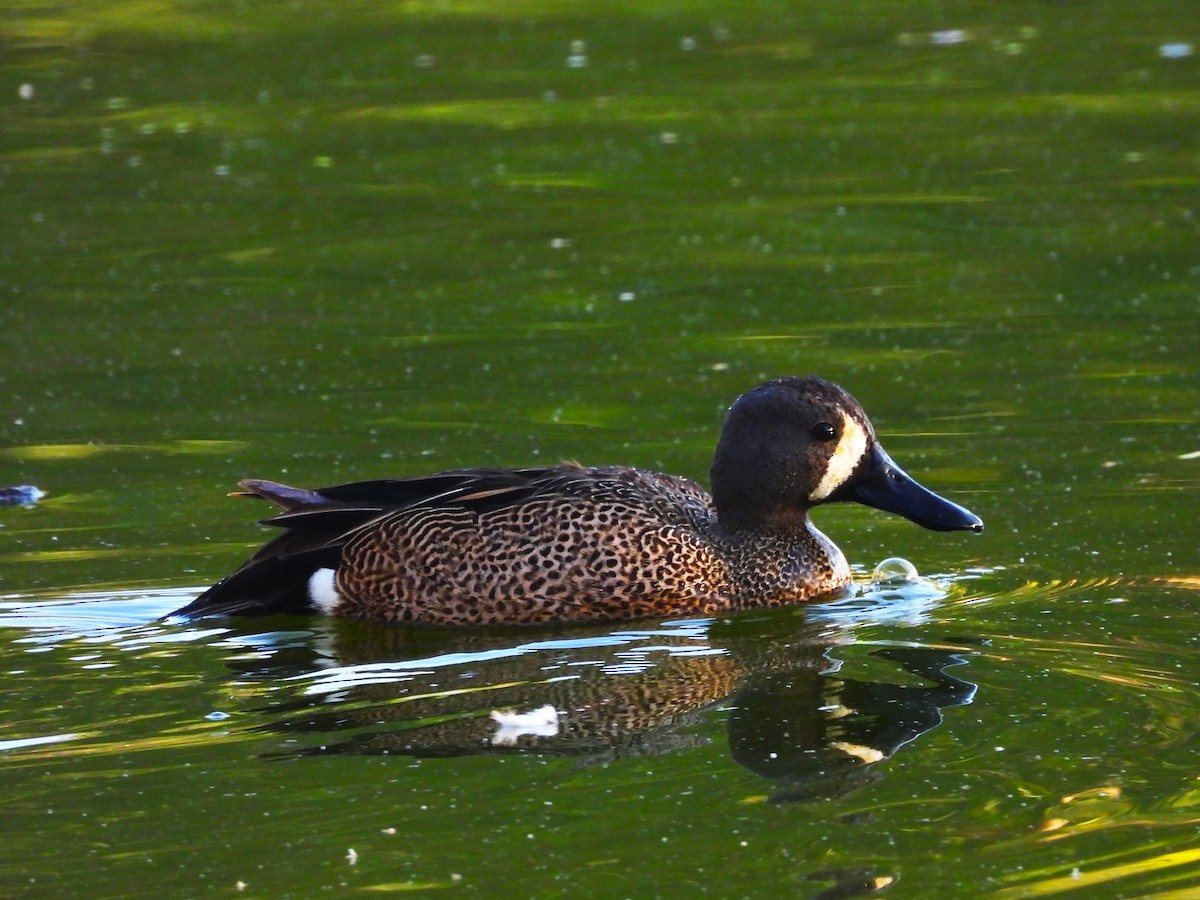 Blue-winged Teal - ML617747102