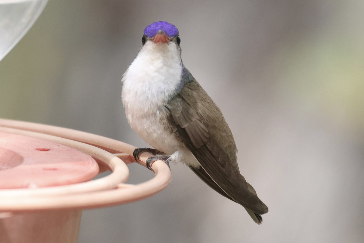 Violet-crowned Hummingbird - Ryan Terrill