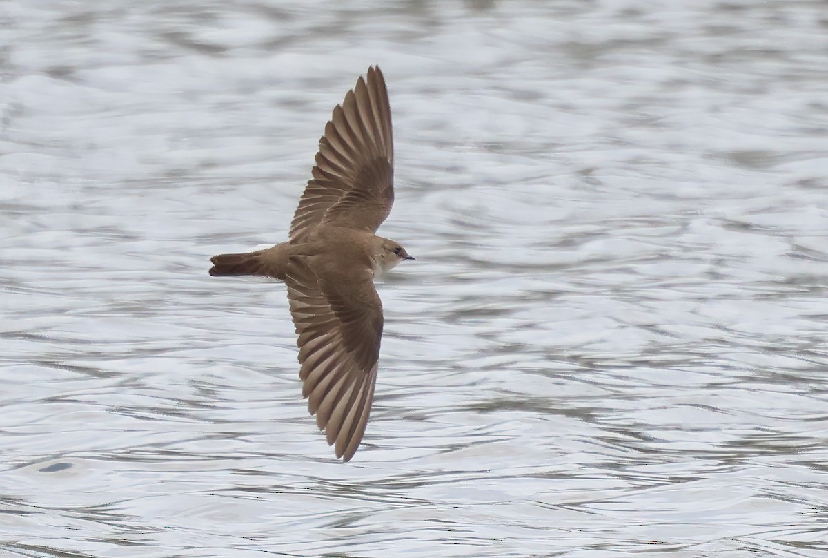 Northern Rough-winged Swallow - ML617747151
