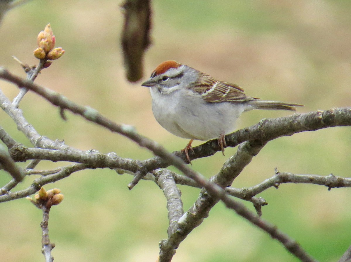 Chipping Sparrow - ML617747152
