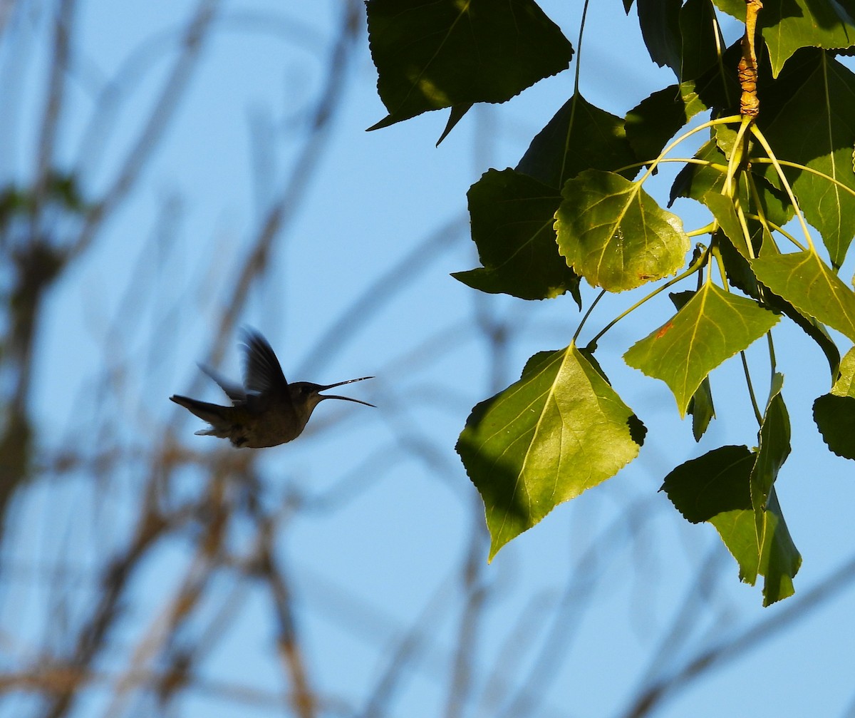 Black-chinned Hummingbird - ML617747160