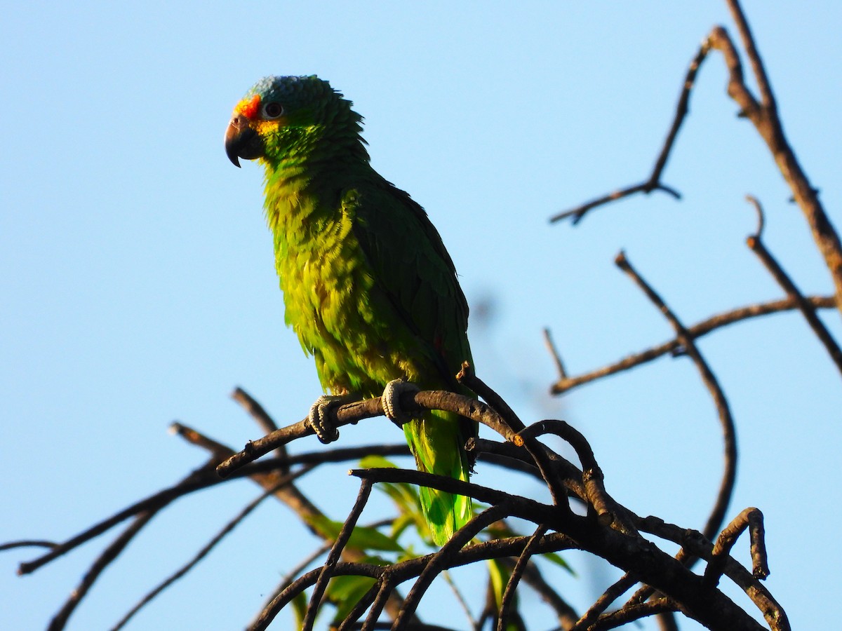 Red-lored Parrot - ML617747196