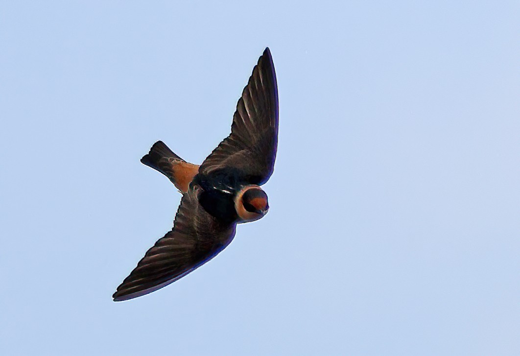 Cave Swallow - ML617747230