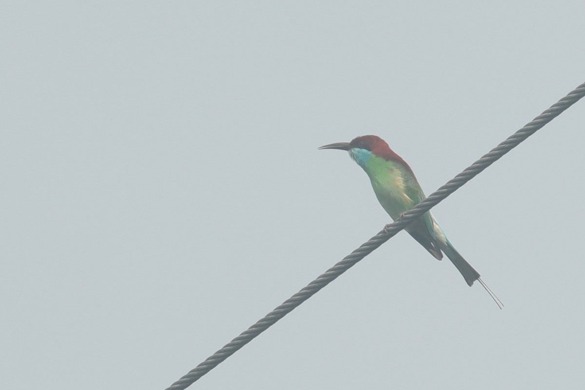Blue-throated Bee-eater - ML617747441