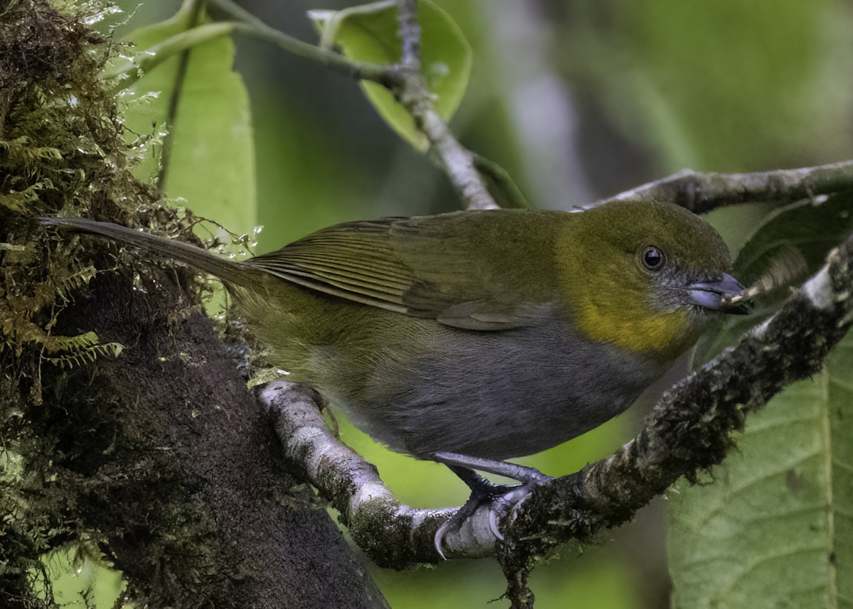 Yellow-throated Chlorospingus - Luc Tremblay