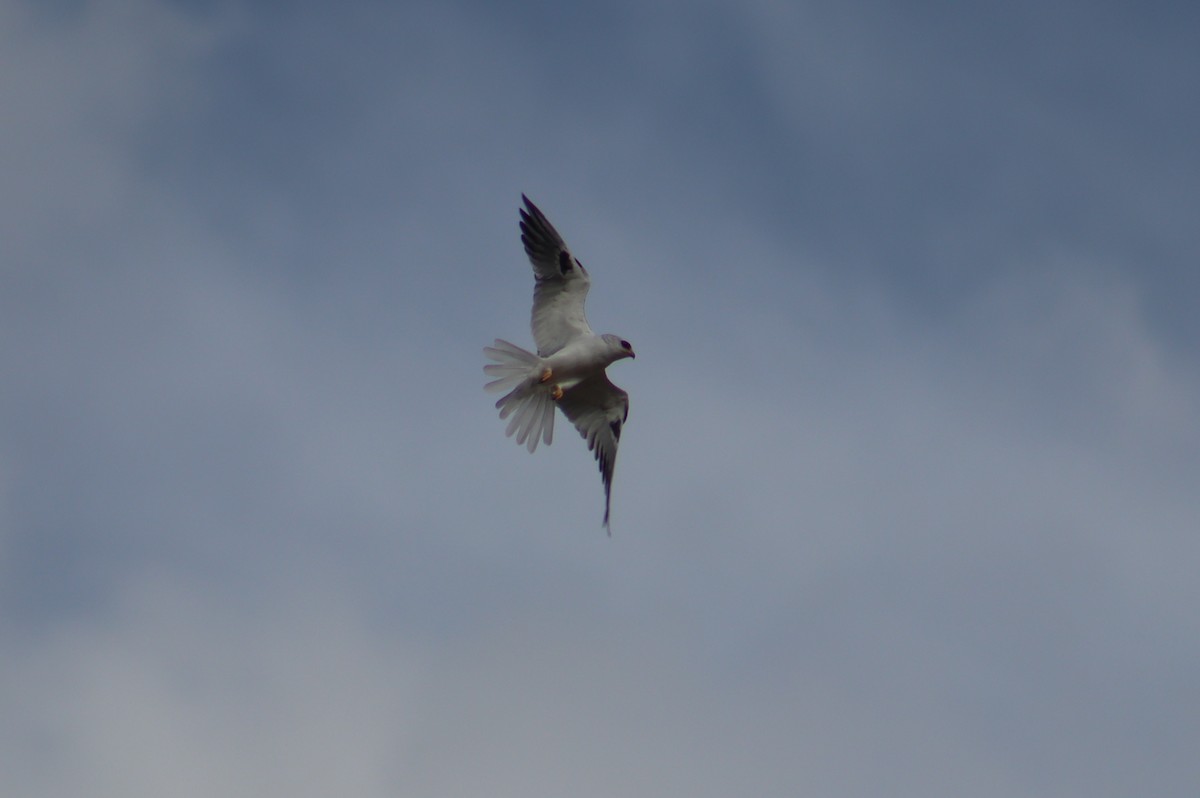 White-tailed Kite - ML617747453