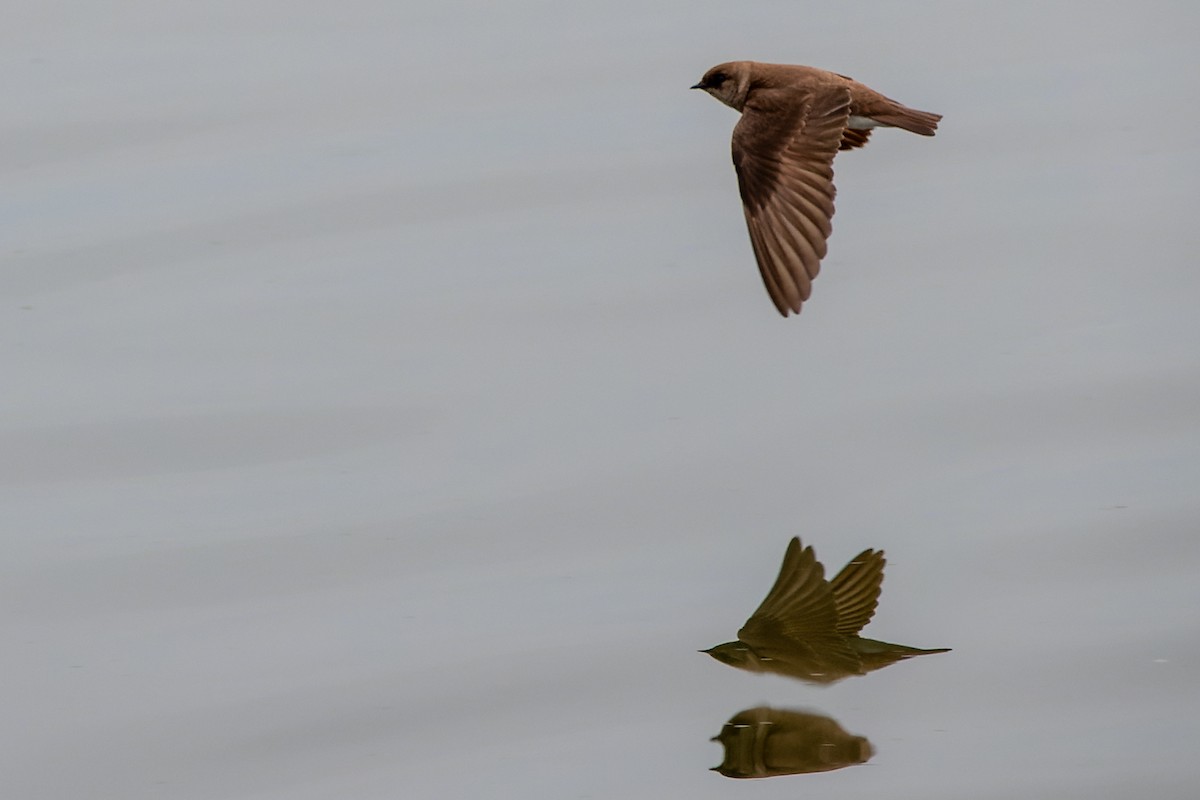 Northern Rough-winged Swallow - ML617747480