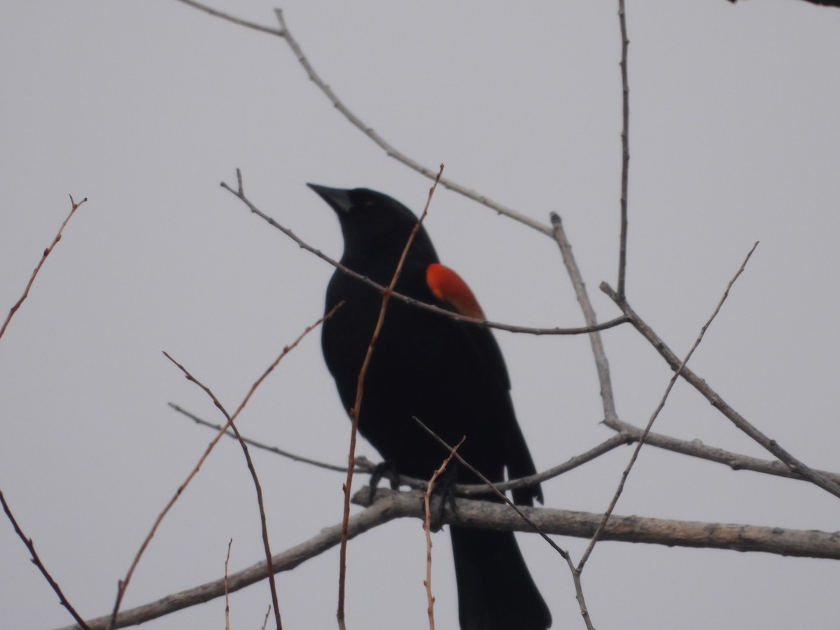 Red-winged Blackbird - ML617747489
