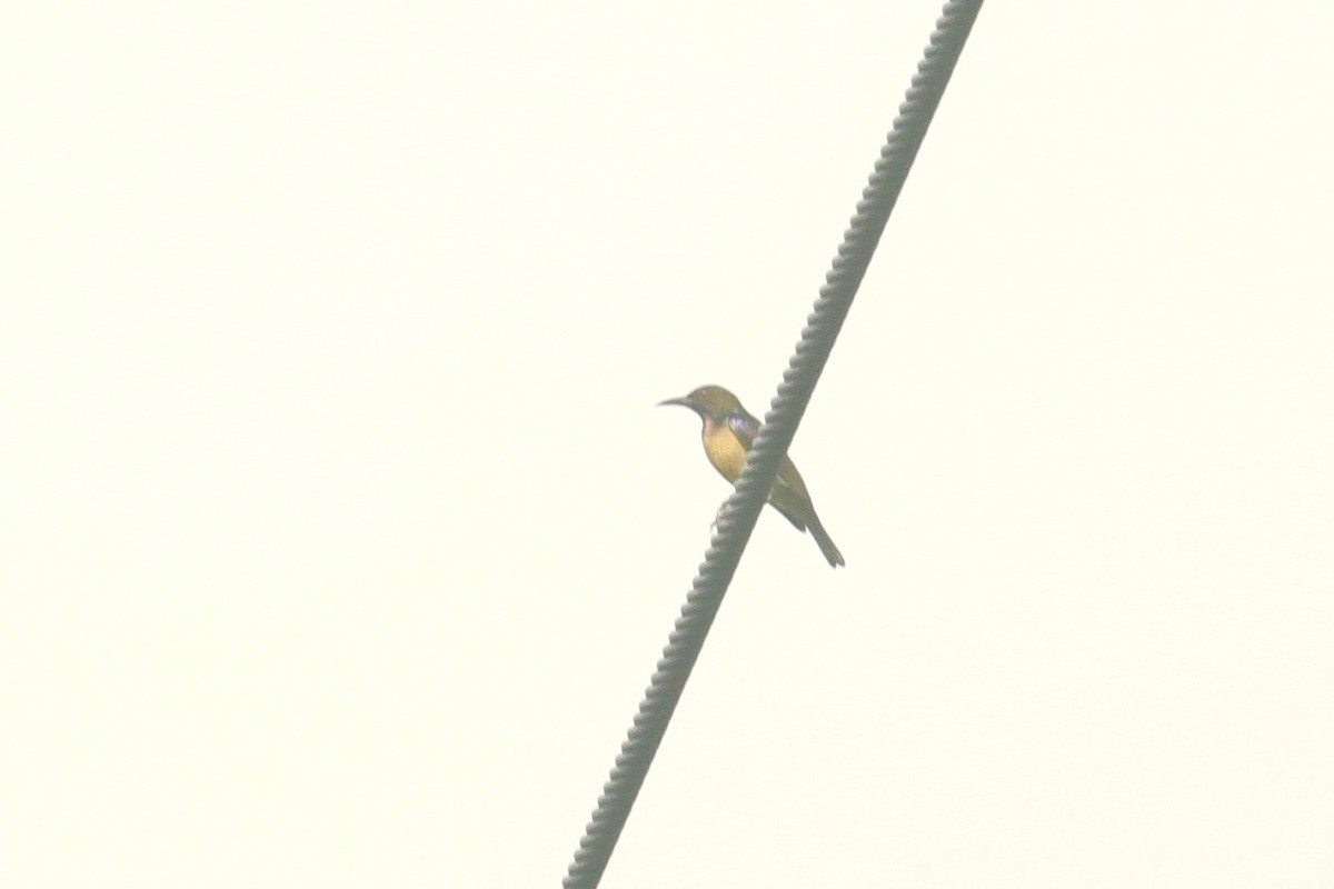 Brown-throated Sunbird - David Vickers