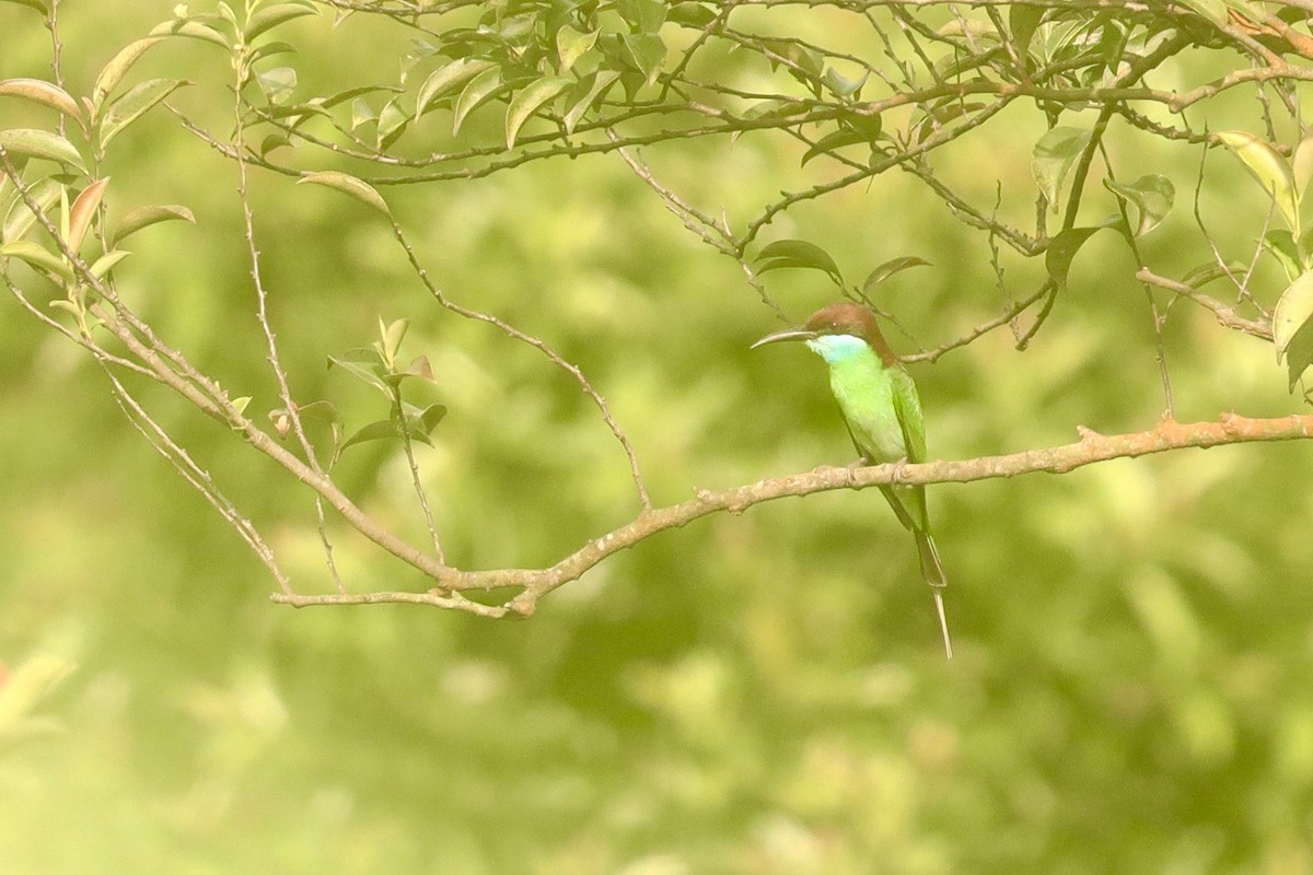 Blue-throated Bee-eater - ML617747555