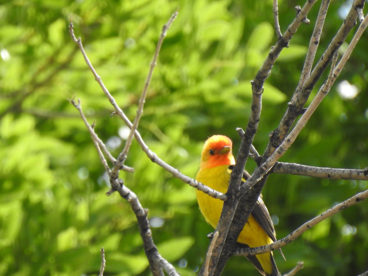 Western Tanager - ML617747611