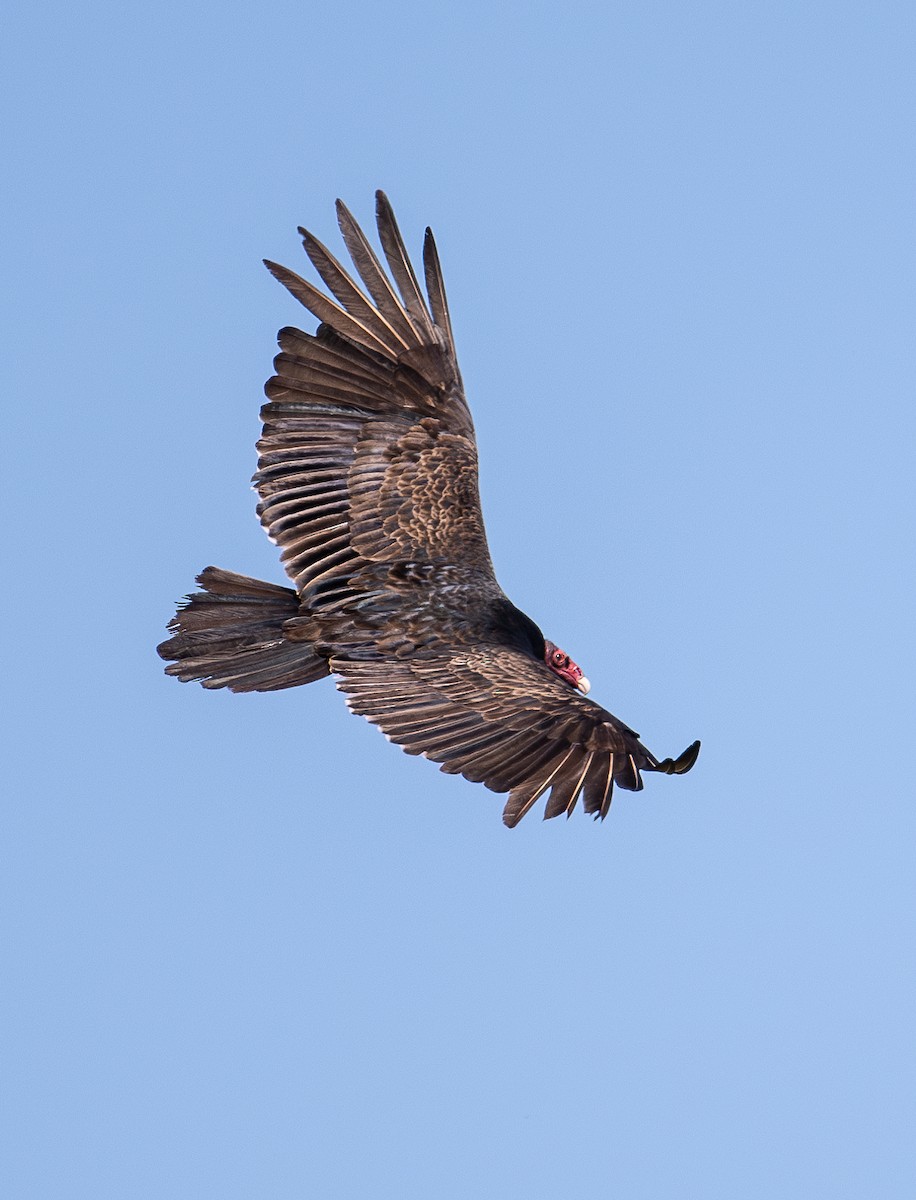 Turkey Vulture - ML617747627