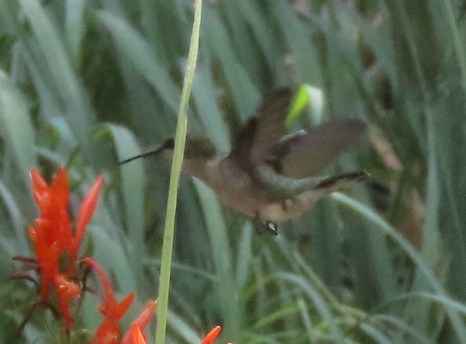 Black-chinned Hummingbird - Maia Ginsburg
