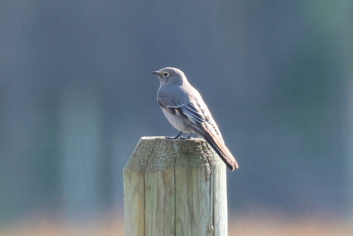 Townsend's Solitaire - ML617747654