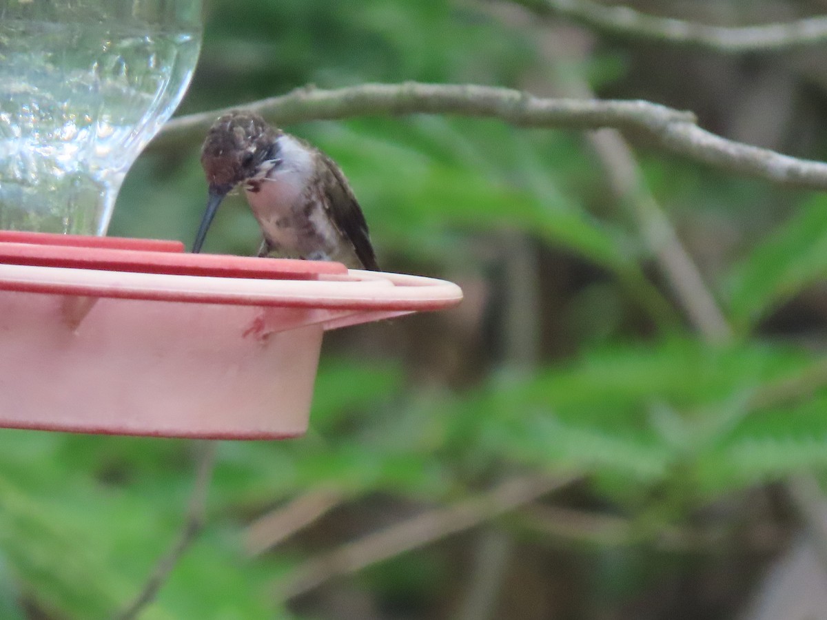 Buff-bellied Hummingbird - ML617747683