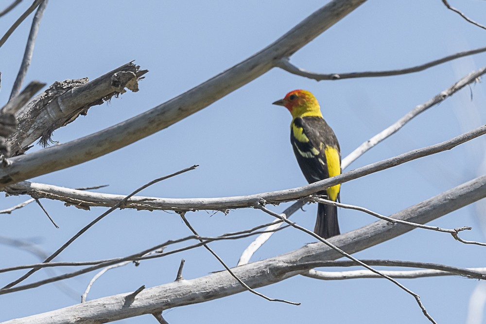 Western Tanager - ML617747799