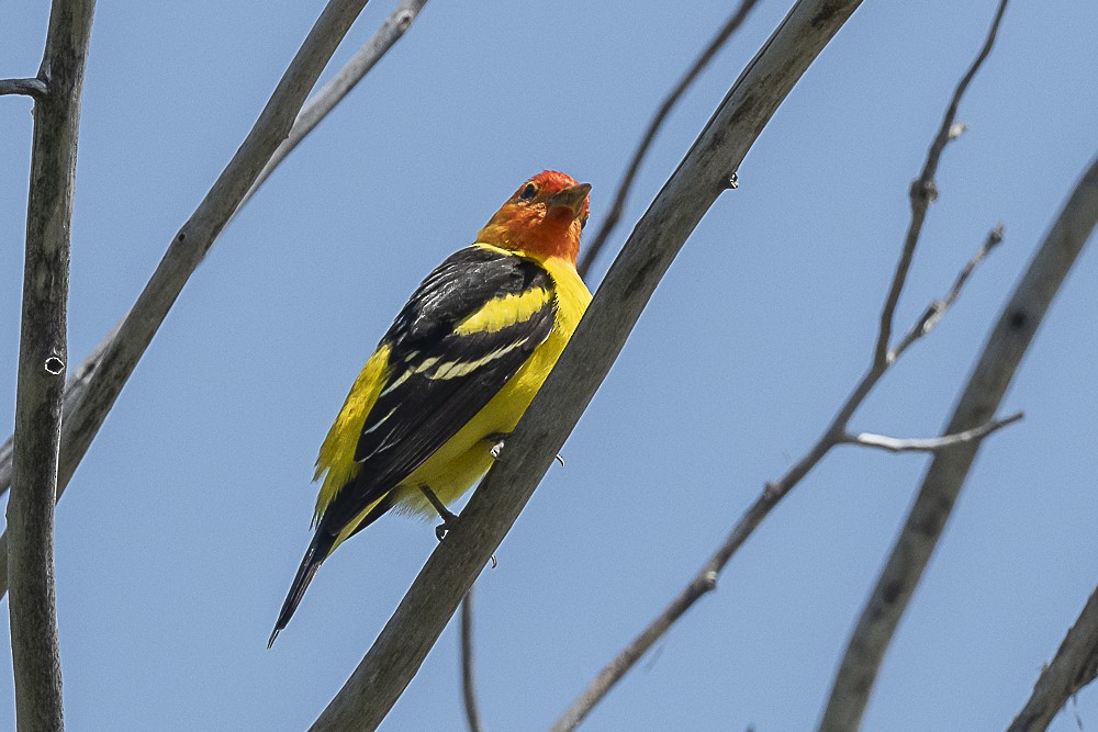 Western Tanager - ML617747800
