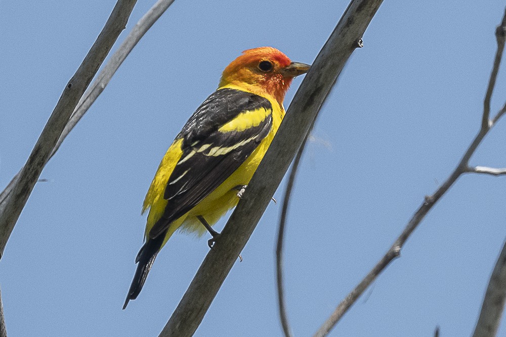 Western Tanager - ML617747801