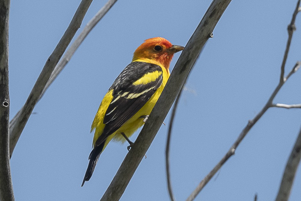 Western Tanager - ML617747802
