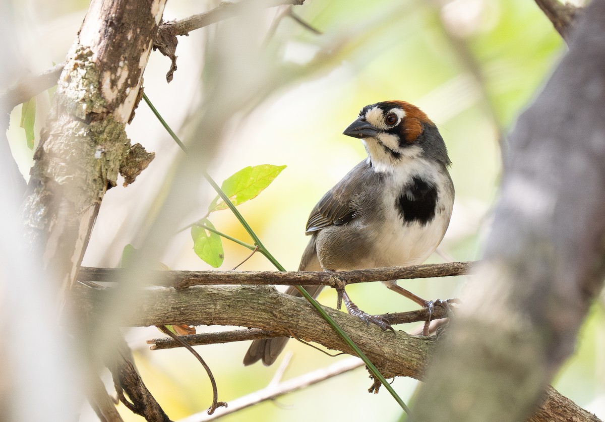 Cabanis's Ground-Sparrow - Forest Botial-Jarvis