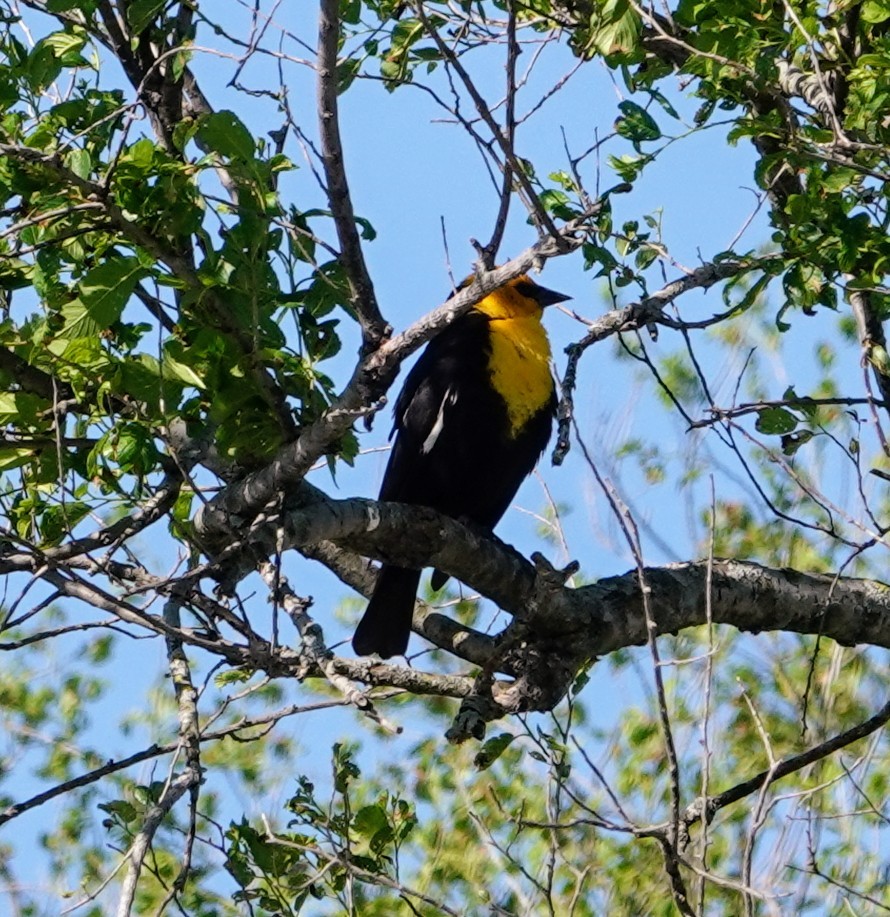 Yellow-headed Blackbird - ML617747841