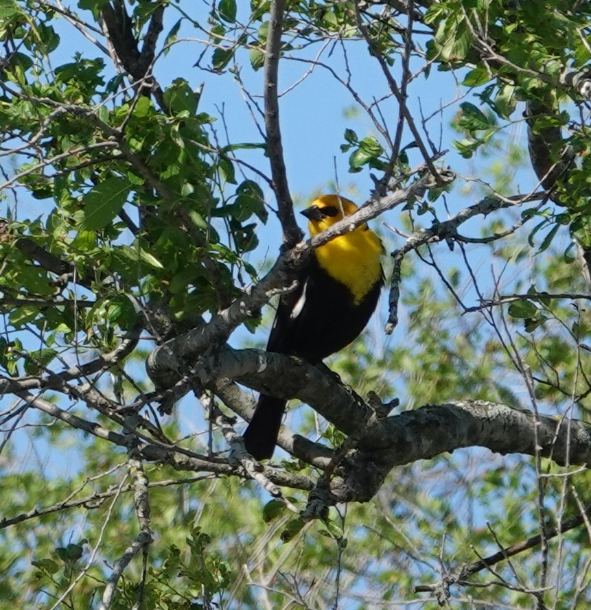 Yellow-headed Blackbird - ML617747843