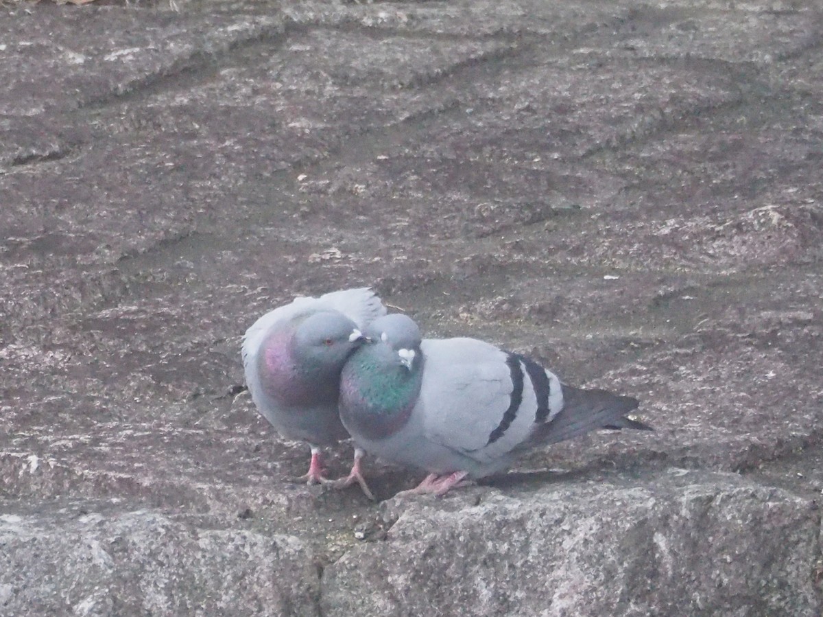 Rock Pigeon (Feral Pigeon) - ML617747895