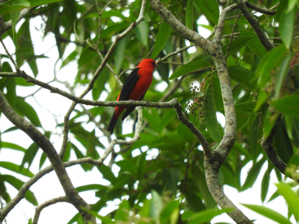 Scarlet Tanager - ML617747897