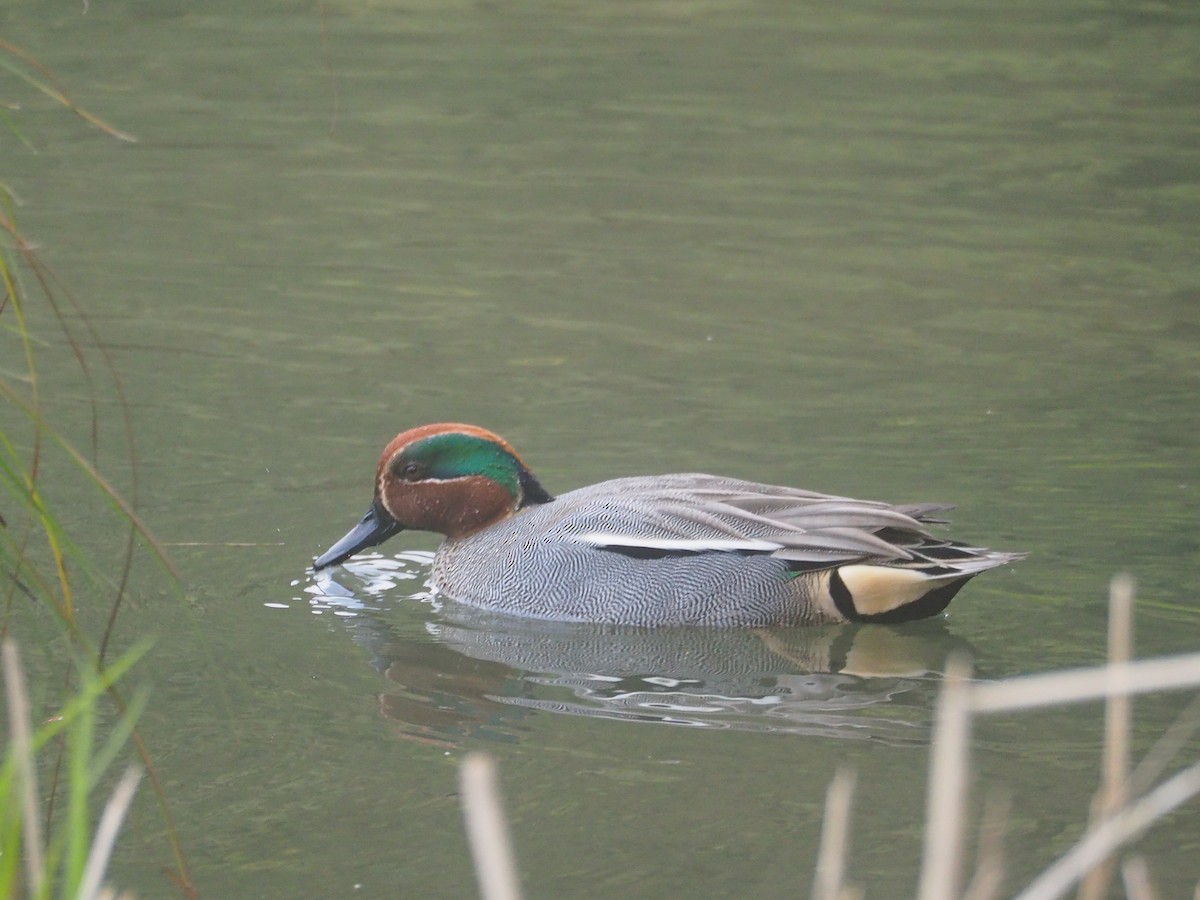 Green-winged Teal - ML617747935
