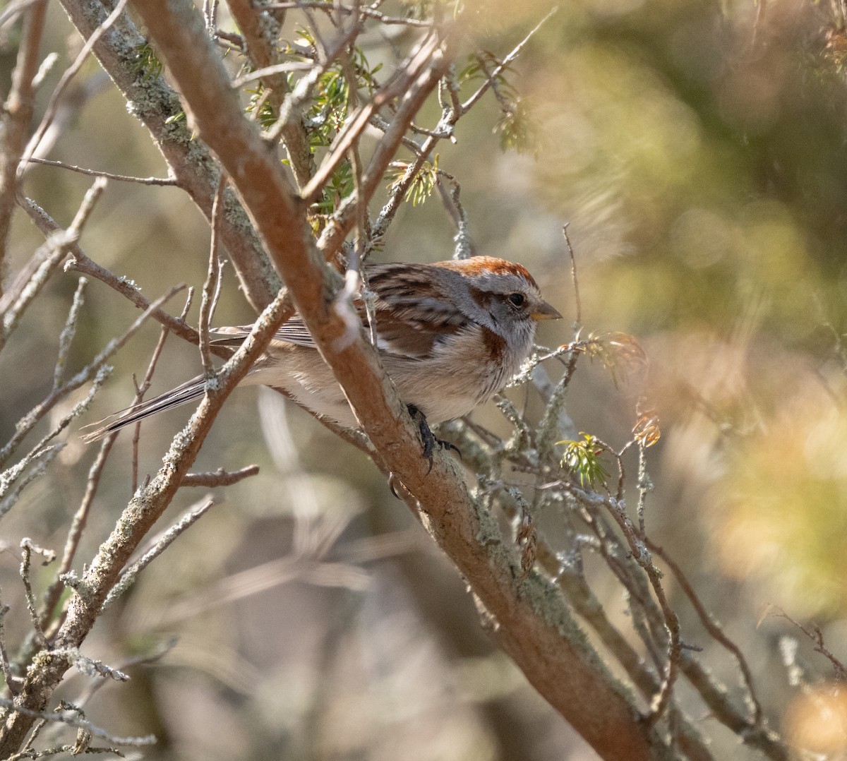 American Tree Sparrow - kathy gasper