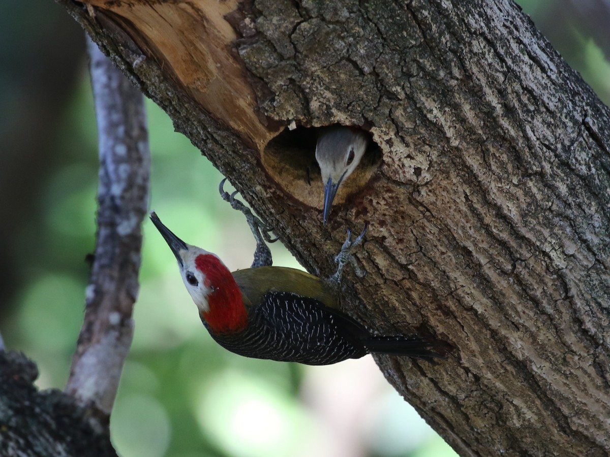 Jamaican Woodpecker - ML617747982