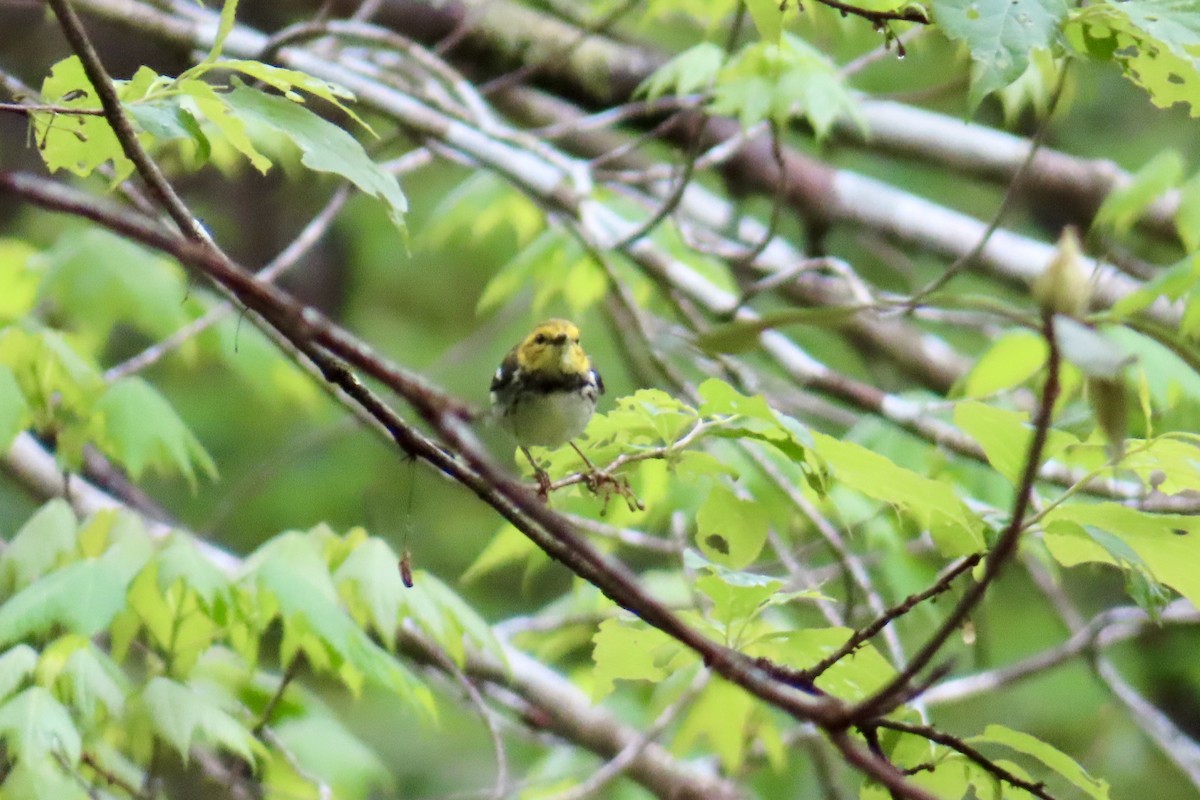 Black-throated Green Warbler - ML617747983