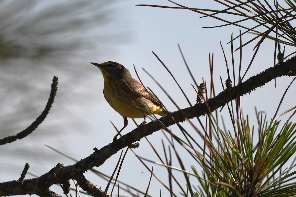 Ebird Checklist Apr Dauphin Island Audubon Bird Sanctuary