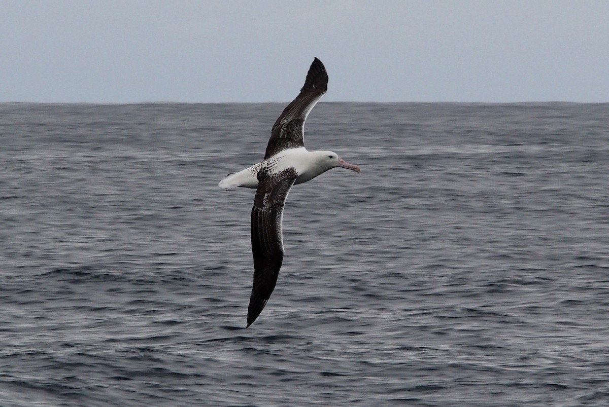 Southern Royal Albatross - Michael Shepard