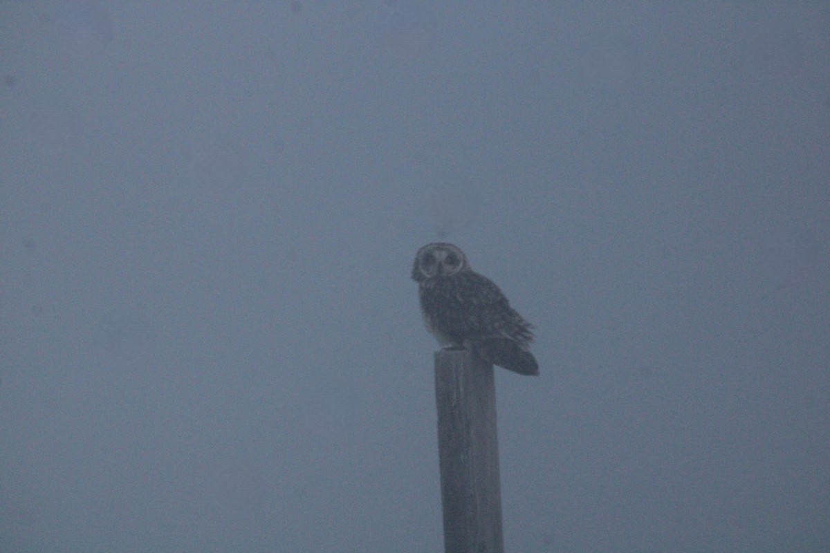 Short-eared Owl - ML617748070
