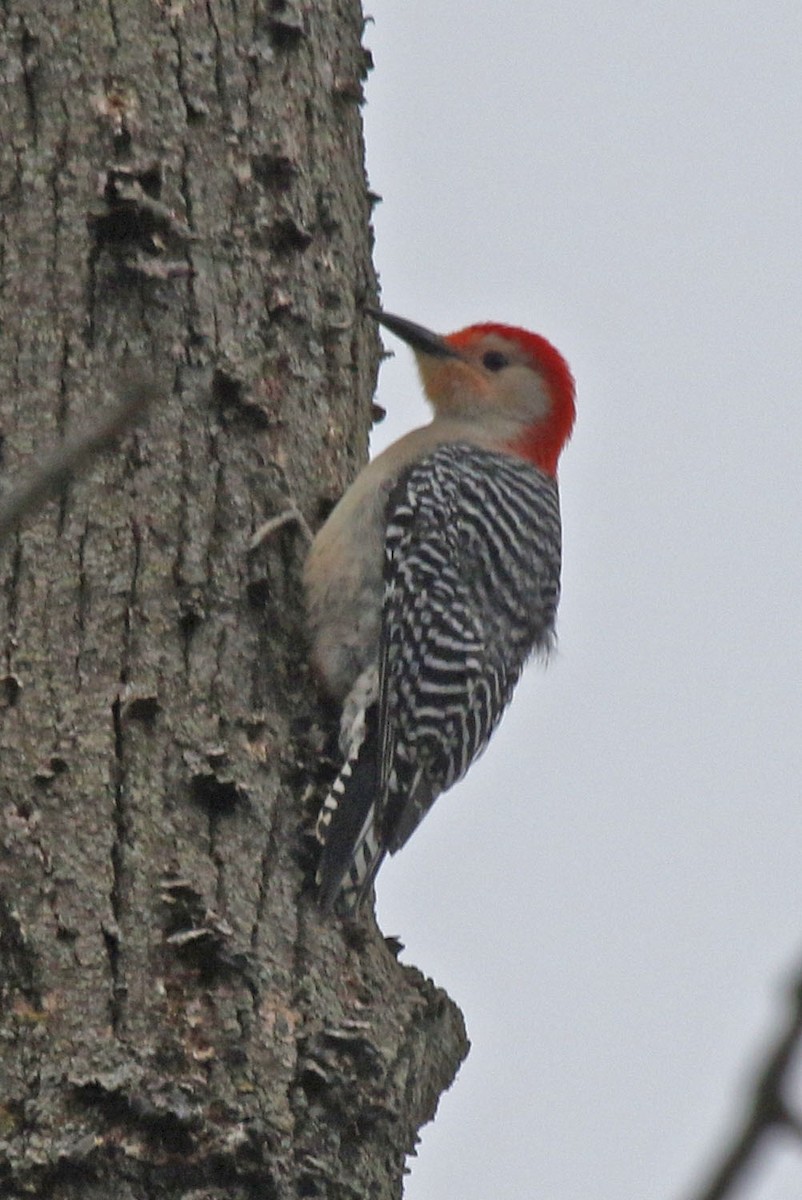 Red-bellied Woodpecker - ML617748098