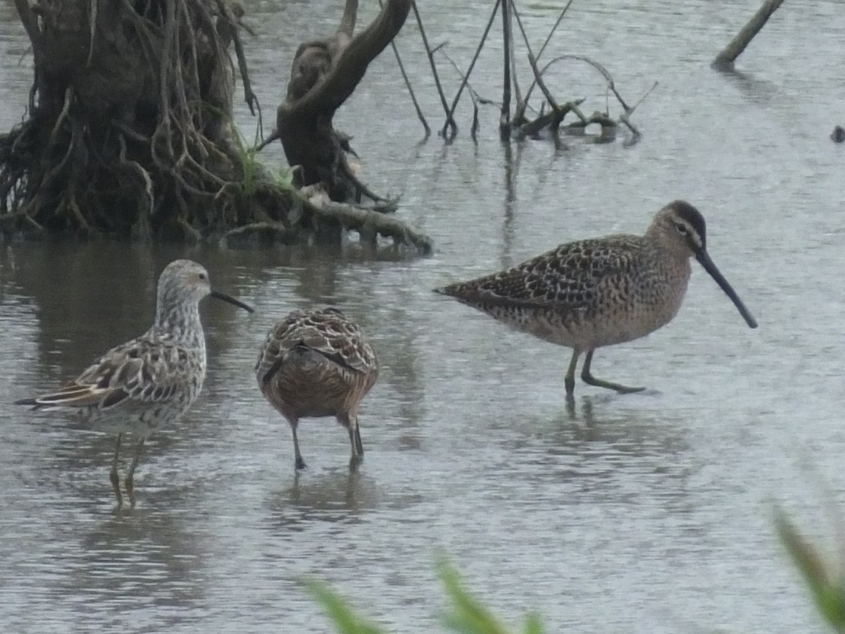 Long-billed Dowitcher - ML617748113