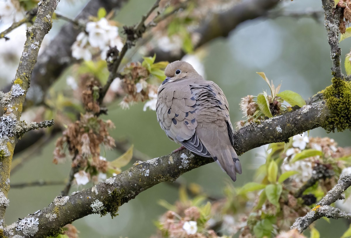 Mourning Dove - Peter Candido
