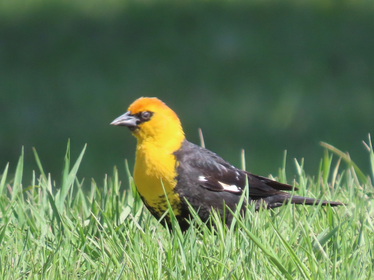 Yellow-headed Blackbird - ML617748180