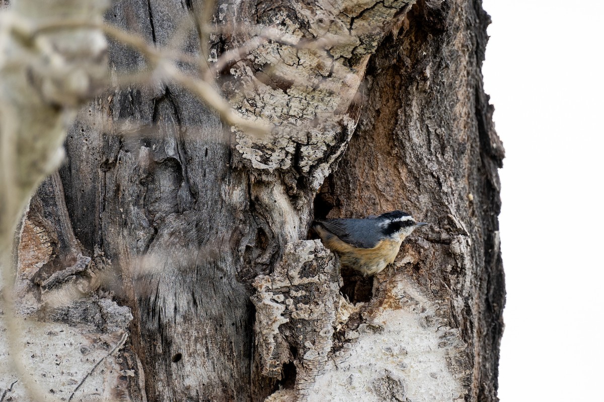 Red-breasted Nuthatch - ML617748182