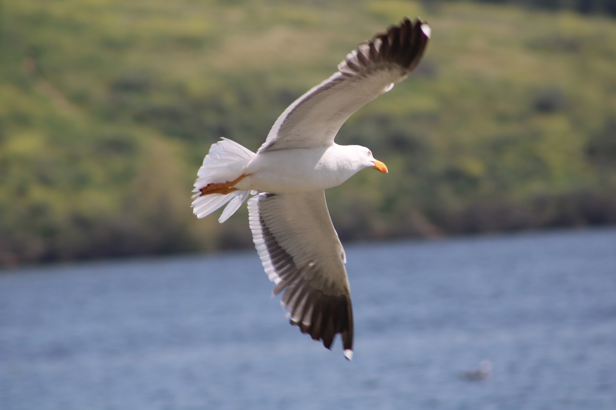 Yellow-footed Gull - ML617748206