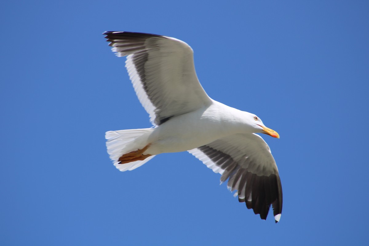 Yellow-footed Gull - ML617748210