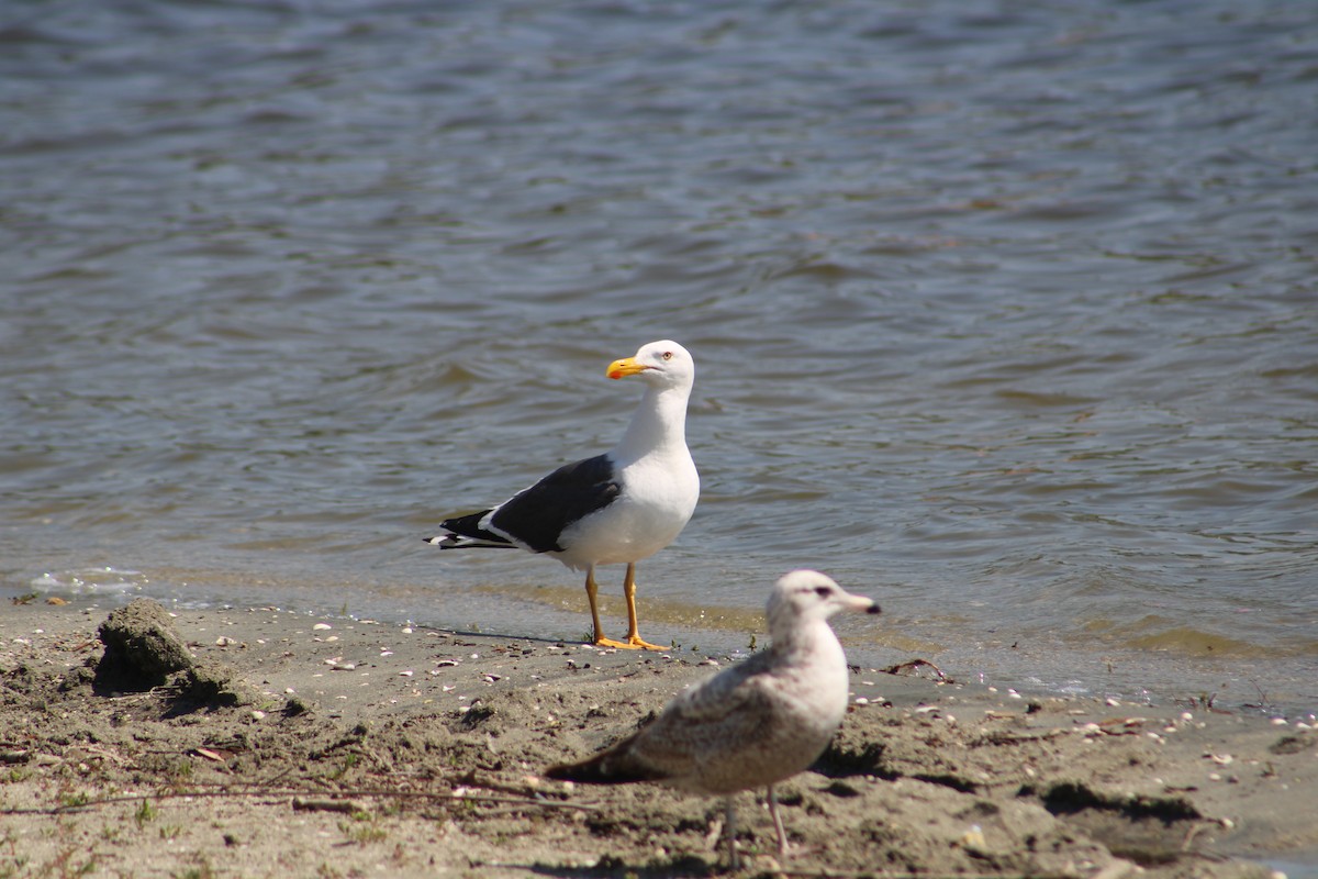 Yellow-footed Gull - ML617748211