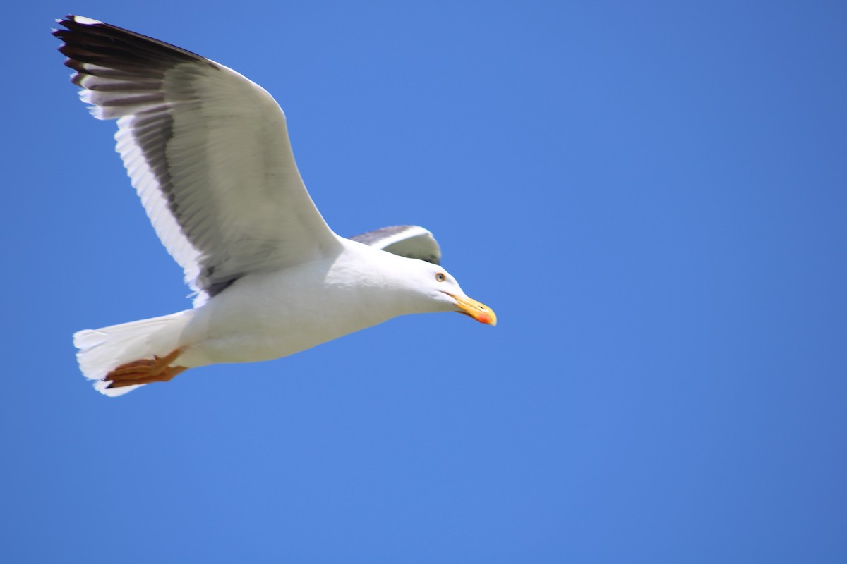 Yellow-footed Gull - ML617748212