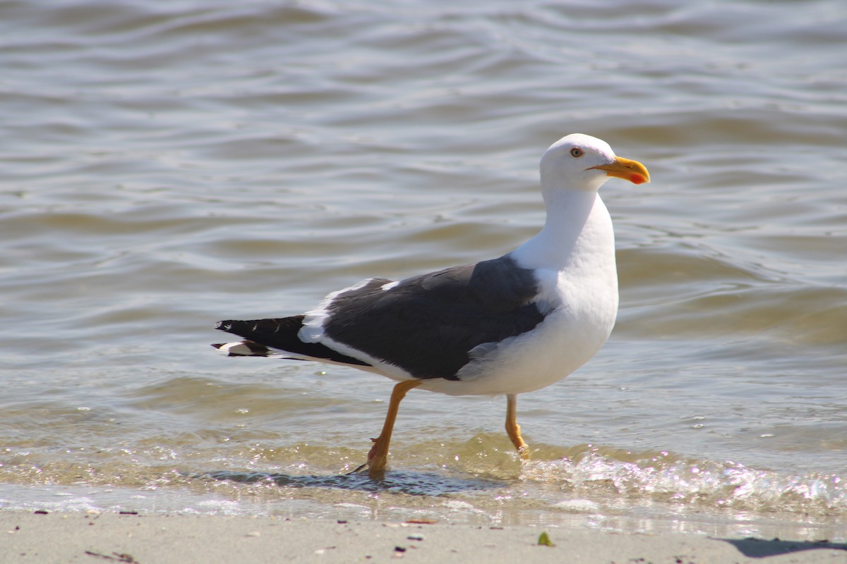 Yellow-footed Gull - ML617748213
