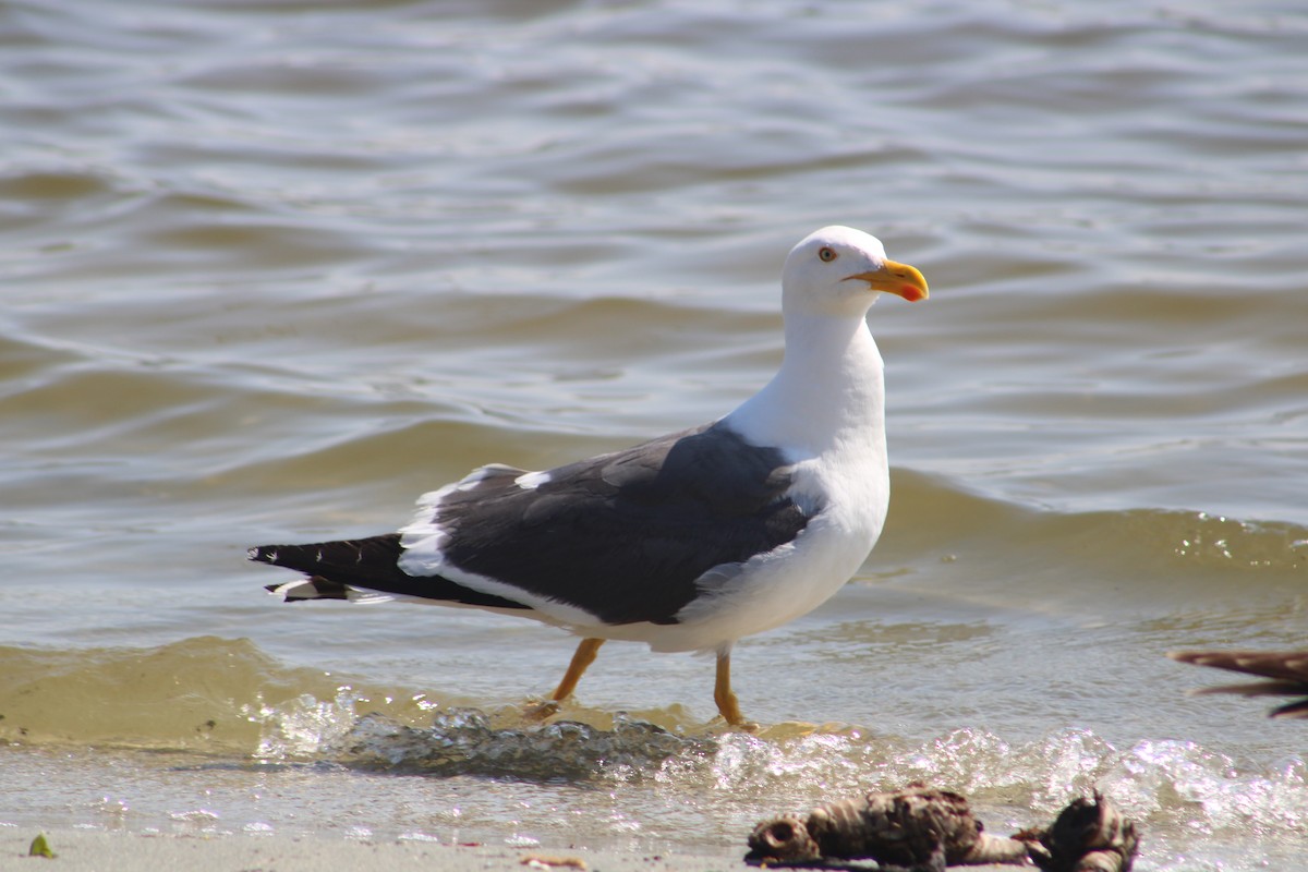 Yellow-footed Gull - ML617748214